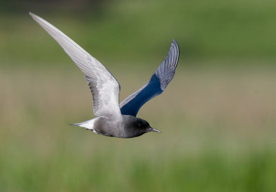 Black Tern (Chlidonias niger)