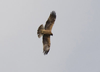 Booted Eagle (Hieraaetus pennatus)