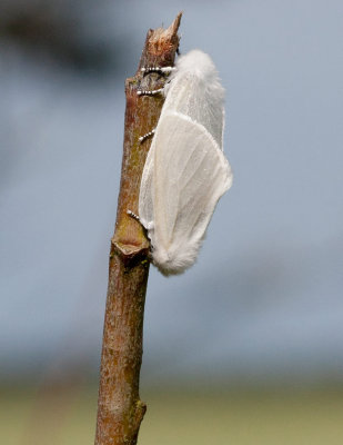 Videspinnare (Leucoma salicis)