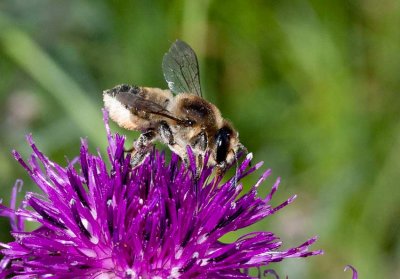 Stortapetserarbi (Megachile lagopoda)