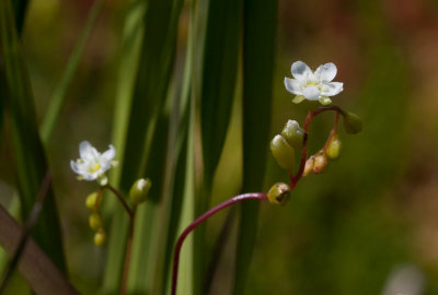 Rundsileshår (Drosera rotundifolia)	