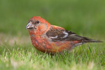 White-winged Crossbill (Loxia leucoptera) 