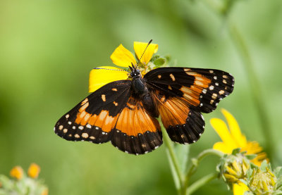 Bordered Patch (Chlosyne lacinia)