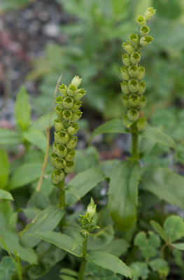 Drakmynta (Physostegia virginiana)