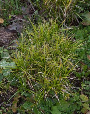 Palmstarr (Carex muskingumensis)	