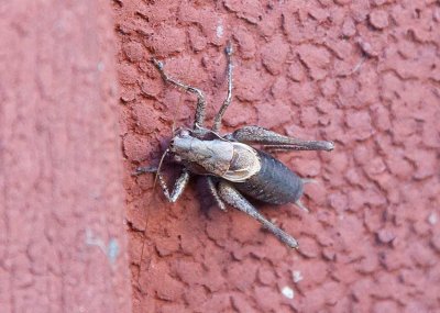 Buskvårtbitare (Pholidoptera griseoaptera)