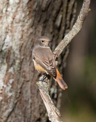 Common Redstart (Phoenicurus phoenicurus)