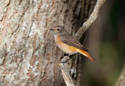 Common Redstart (Phoenicurus phoenicurus)