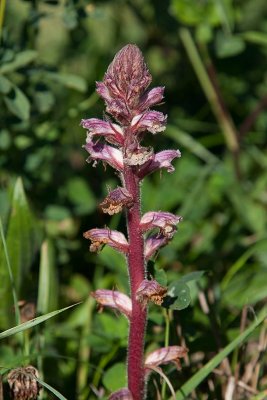 Klversnyltrot (Orobanche minor)