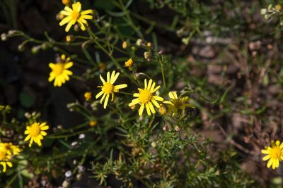 Boerstnds (Senecio inaequidens)