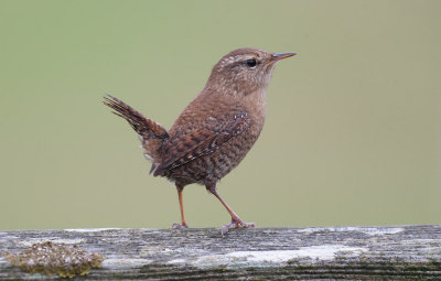 Eurasian Wren (Troglodytes troglodytes)