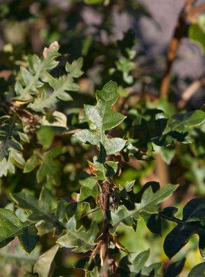 Turkisk ek (Quercus cerris)
