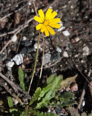 Strimfibbla (Leontodon saxatilis)