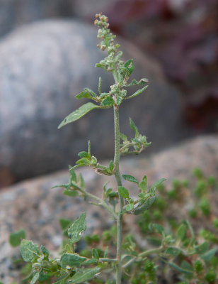 Stinkmlla (Chenopodium vulvaria)