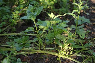 Strandflenrt (Scrophularia umbrosa)