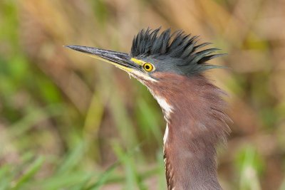 Green Heron (Butorides virescens)