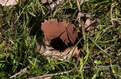 Sklrksvamp (Lycoperdon utriforme)