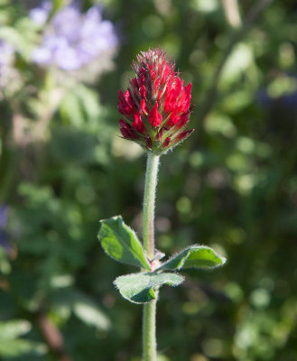 Blodklver (Trifolium incarnatum)
