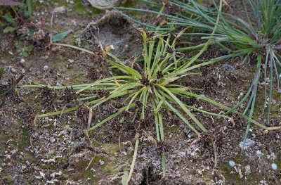 Dvrgag (Cyperus fuscus)