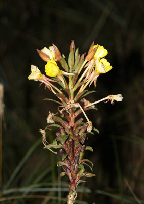 Klittnattljus (Oenothera oakesiana)