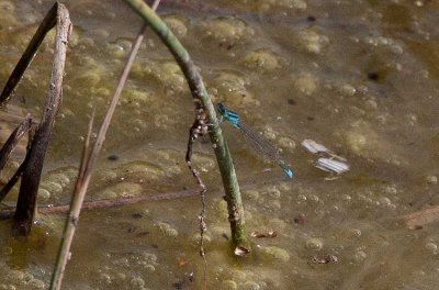 Mindre kustflickslända (Ischnura pumilio)