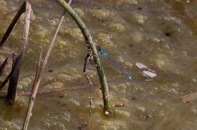 Mindre kustflickslnda (Ischnura pumilio)