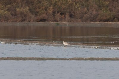 Nordmannīs Greenshank (Tringa guttifer)