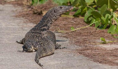 Bandvaran (Varanus salvator)