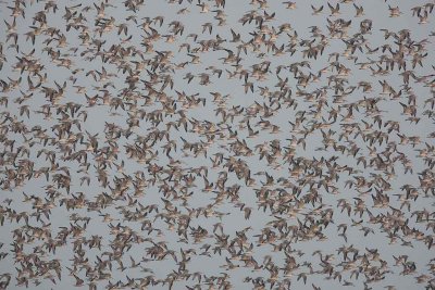 Great Knot (Calidris tenuirostris)