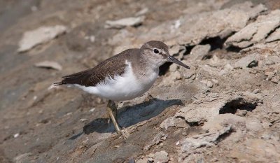 Common Sandpiper (Actitis hypoleucos)