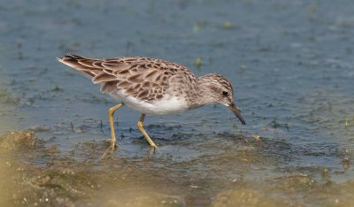 Long-toed Stint (Calidris subminuta)	