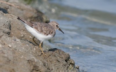 Temminck's Stint (Calidris temminckii)