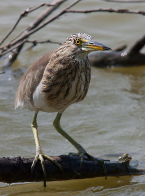 Chinese Pond Heron (Ardeola bacchus)