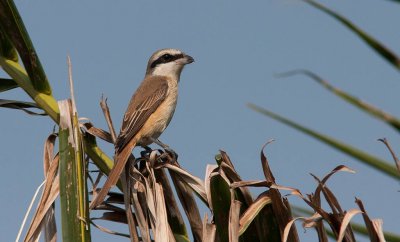 Brown Shrike (Lanius cristatus)