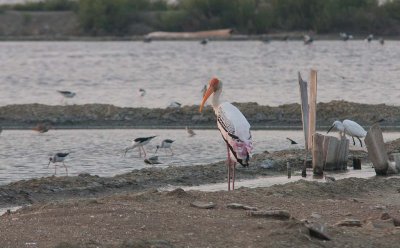 Painted Stork (Mycteria leucocephala)