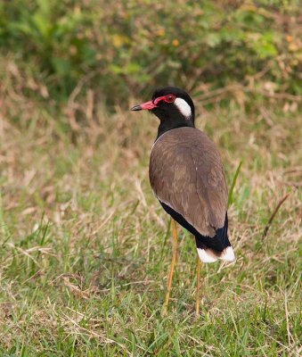 Red-wattled Lapwing (Vanellus indicus)