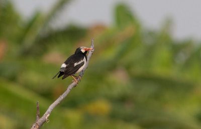 Asian Pied Starling (Gracupica contra)