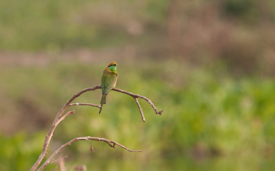 Green Bee-eater (Merops orientalis)