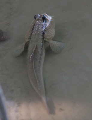 Giant Mudskipper (Periophthalmodon schlosseri)