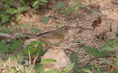 Radde's Warbler (Phylloscopus schwarzi)	