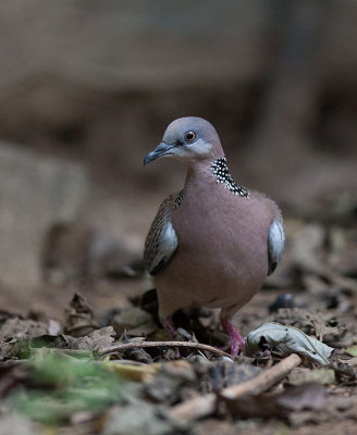 Spotted Dove (Spilopelia chinensis)