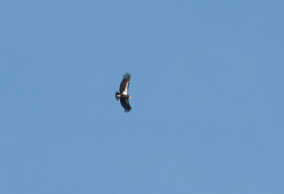 California Condor (Gymnogyps californianus)