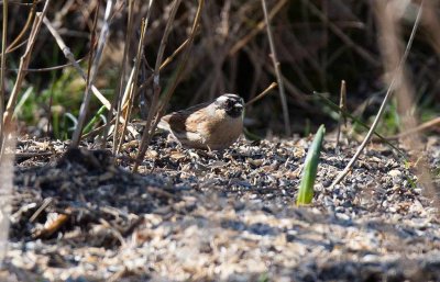 Black-throated Accentor (Prunella atrogularis)