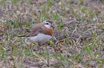 Caspian Plover (Charadrius asiaticus)