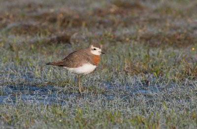 Caspian Plover (Charadrius asiaticus)