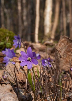 Blsippa (Hepatica nobilis)