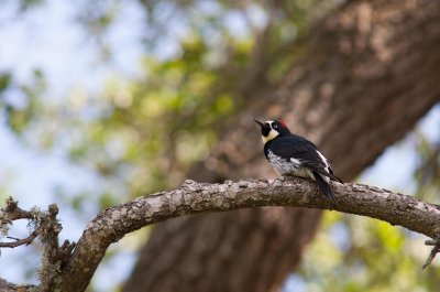 Acorn Woodpecker (Melanerpes formicivorus)