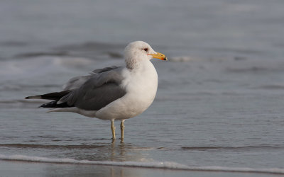 California Gull (Larus californicus)