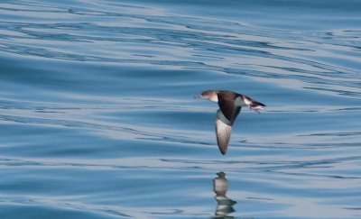 Black-vented Shearwater (Puffinus opisthomelas)