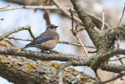 Western Bluebird (Sialia mexicana)